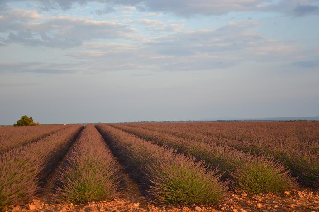 Les Terrasses De Valensole Bed & Breakfast ภายนอก รูปภาพ