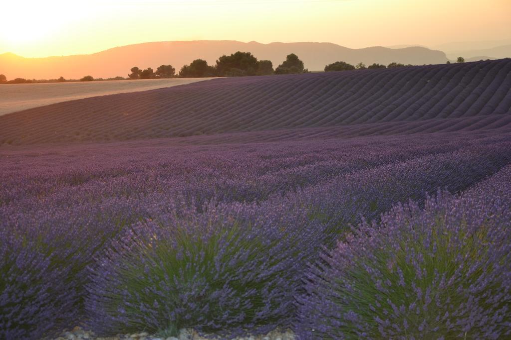 Les Terrasses De Valensole Bed & Breakfast ภายนอก รูปภาพ