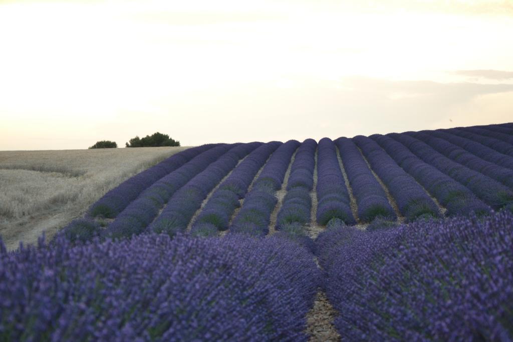 Les Terrasses De Valensole Bed & Breakfast ภายนอก รูปภาพ